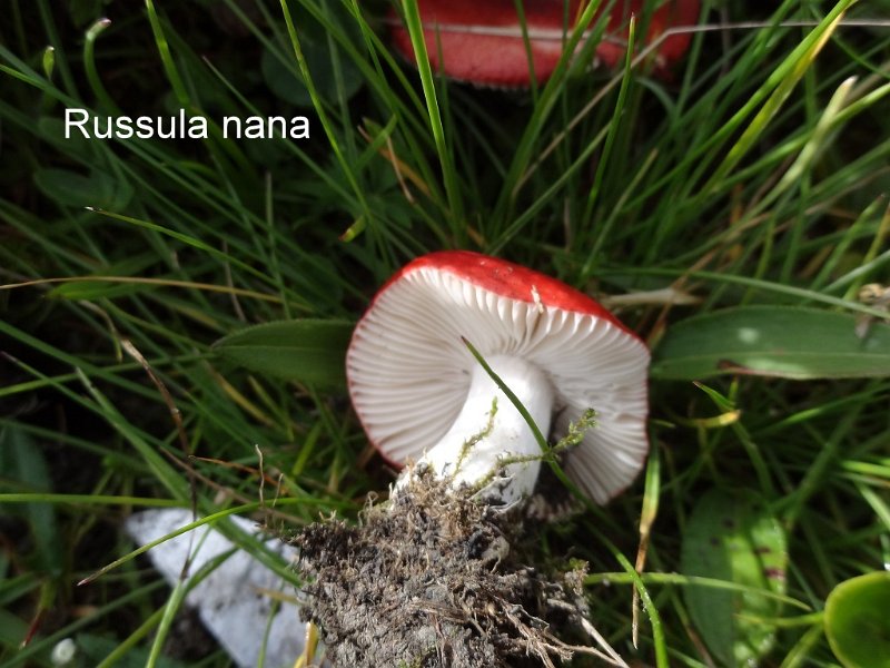 Russula nana-amf2145.jpg - Russula nana ; Syn: Russula emetica var. alpestris ; Nom français: Russule naine